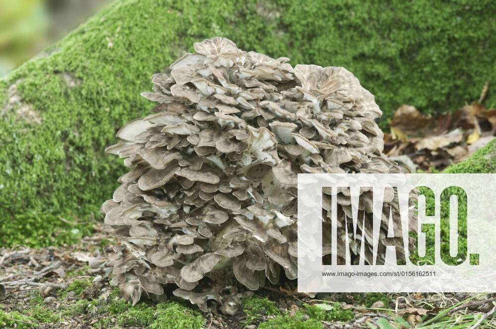 Grifola frondosa , common sphinx, Maitake, fungi, Hen of the Woods