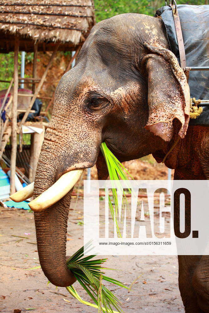 Elephants playing, eating sugar cane with their herd , 12554210.jpg