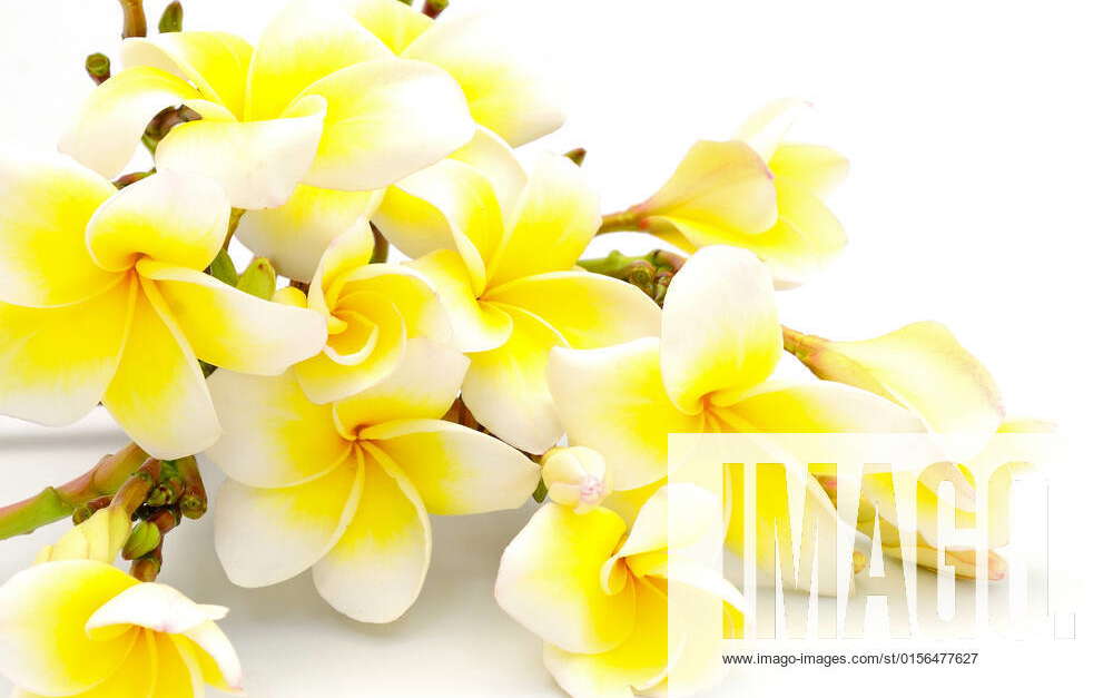 Yellow Plumeria flower, isolated on a white background , 12721064