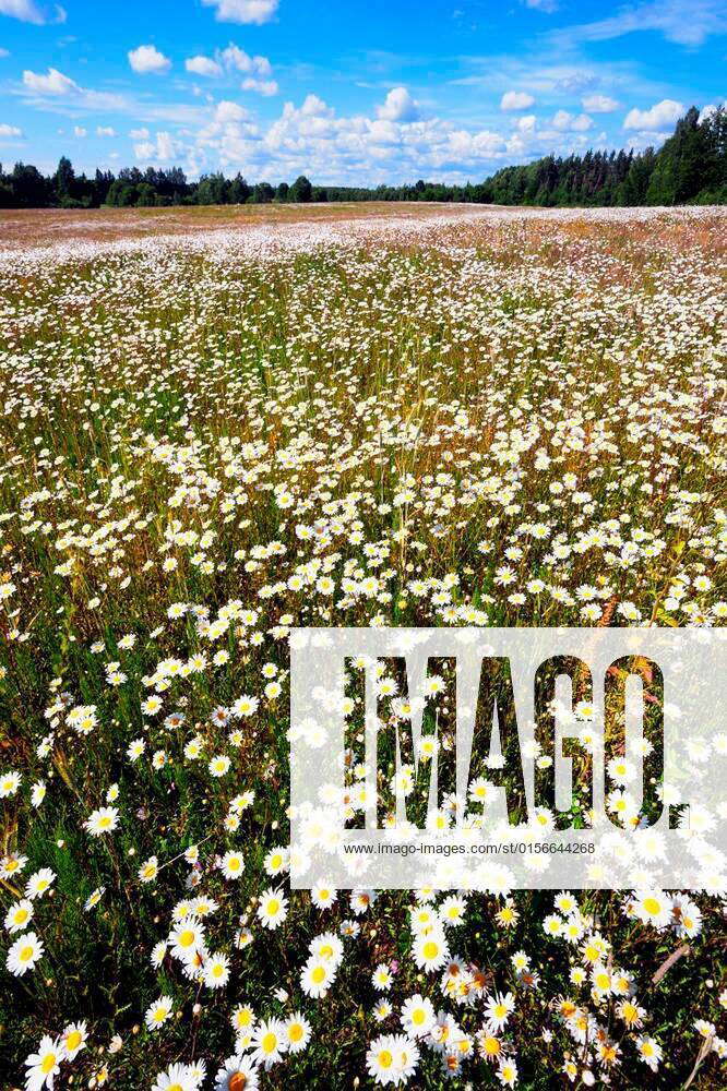 A field of daisies to the horizon with blue sky and white clouds Forest