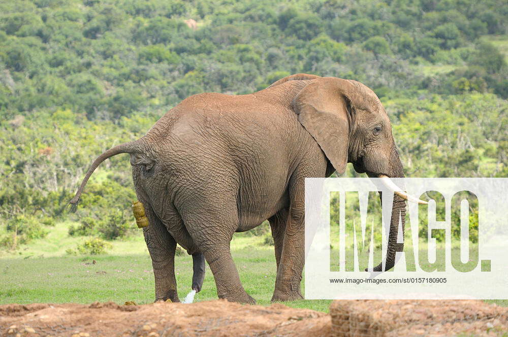 peeing africa 