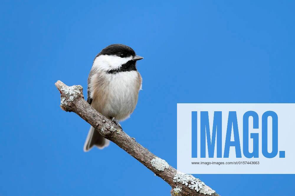 Black-capped Chickadee (poecile atricapilla) on a perch with a blue ...