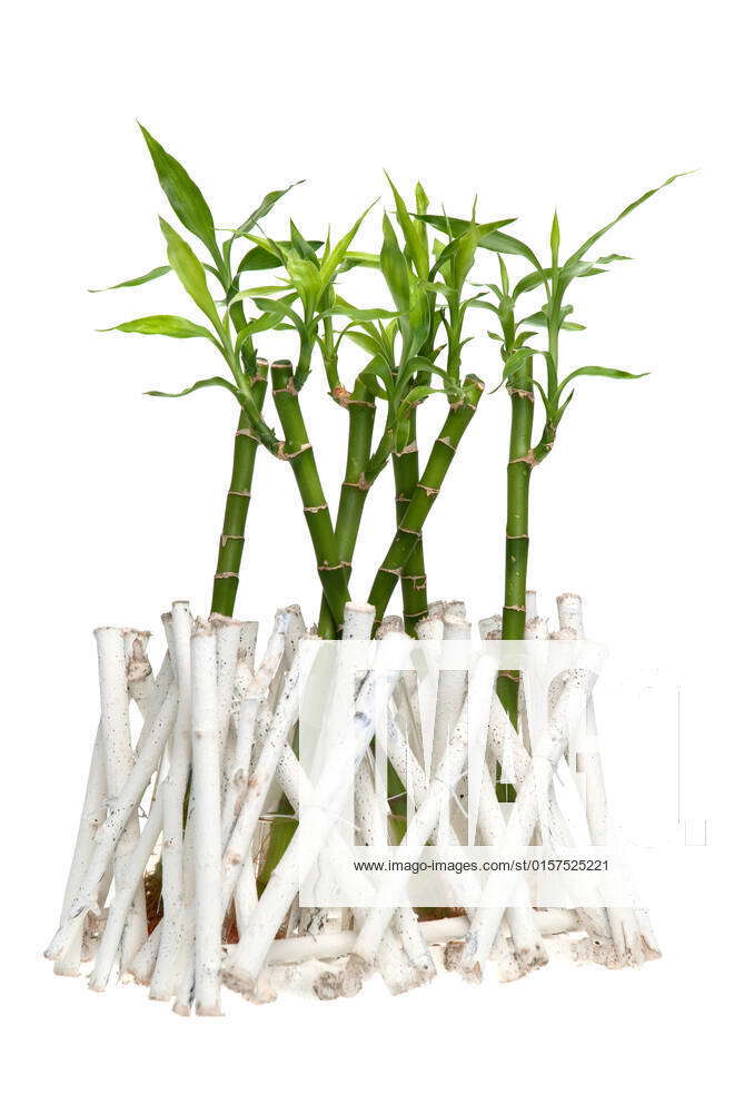 Green bamboo isolated on white background. , 1684467, Abstract, Bamboo ...