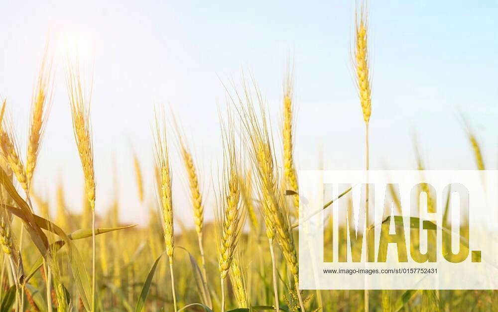 Barley grain hardy cereal that has coarse bristles extending from the