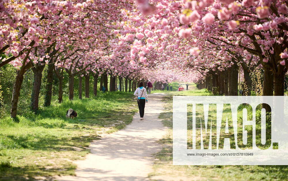 Cherry blossoms in the TV Asahi cherry blossom avenue in Teltow Cherry blossoms in the TV Asahi