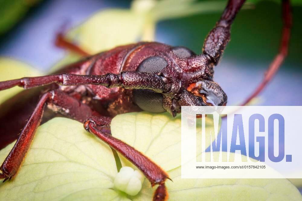 Close up macro brown long horned beetle on green leaf xFotosearchxLBRFx ...