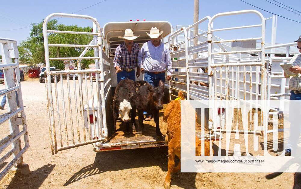 Cowboys, Muleshoe, panhandle Texas, USA xagefotostockx xMarkxMillerxPhotosx