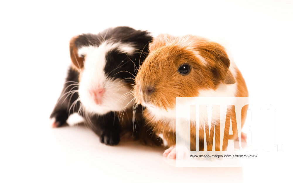 Baby guinea pigs , 1996547, adorable, animal, baby, background, brown ...