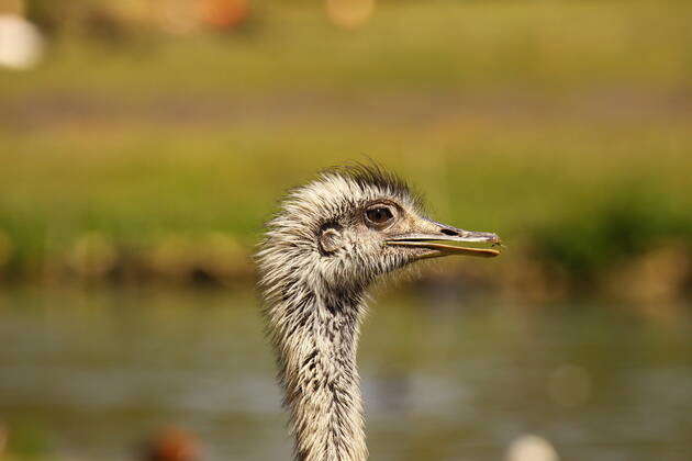 Emu, ostrich , 2465969, african, animal, audubon, australia, australian ...