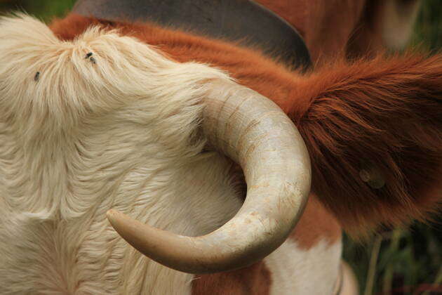 Cow and horn , 2487571, agriculture, animal, background, beef ...