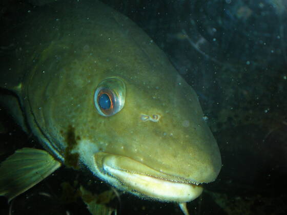 Large cod in an aquarium., 2622949, animal, cod, fish, food, gray, head ...