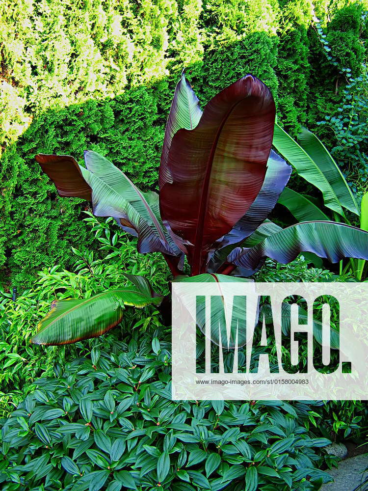 A photograph of various vegetation used in landscaping. The large broad