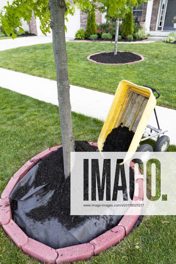 Dumping Mulch around the trees and shrubs, yard maintenance is fun