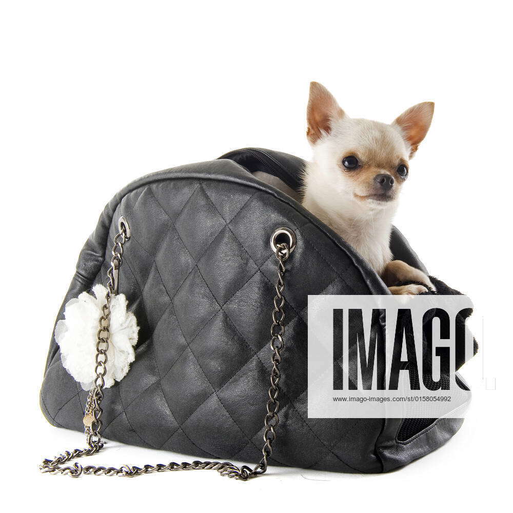 Travel bag with chihuahua in front of white background , 3223575, bag