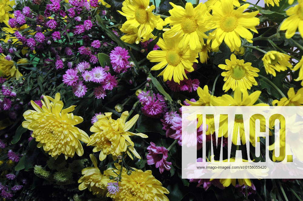Color Fresh Bloom Series of colorful fresh flowers, 3228167, color, leaf, fresh, floral ...