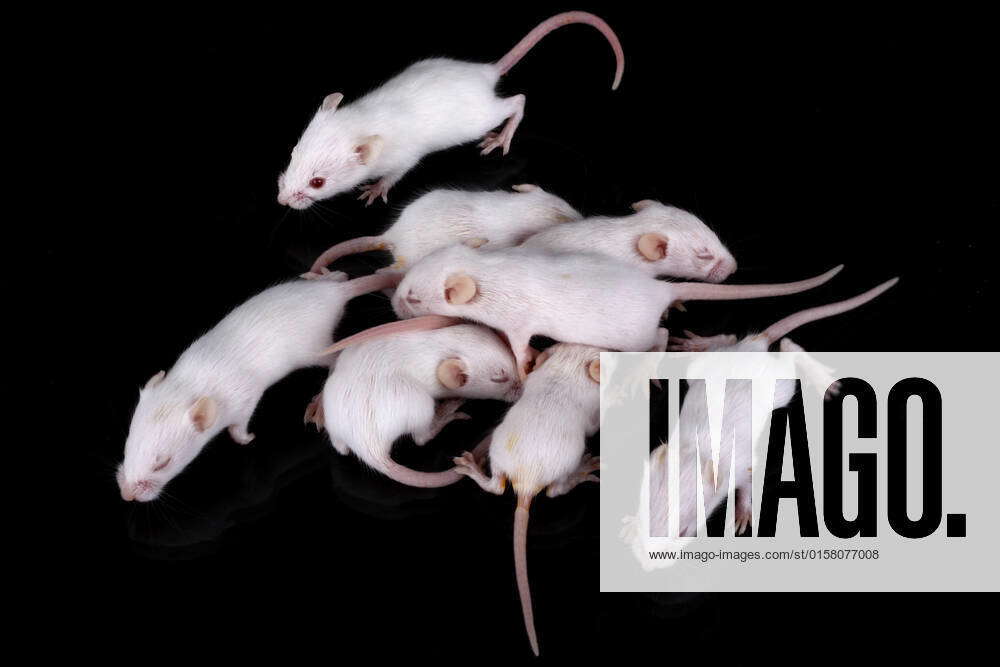 Albinism Mouse A small white mouse with red eyes , 3320219, albinism, albino, animal ...