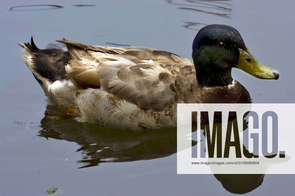 Reflex of a female duck in a gray lake , 3353267, lkpro, anatra, duck ...