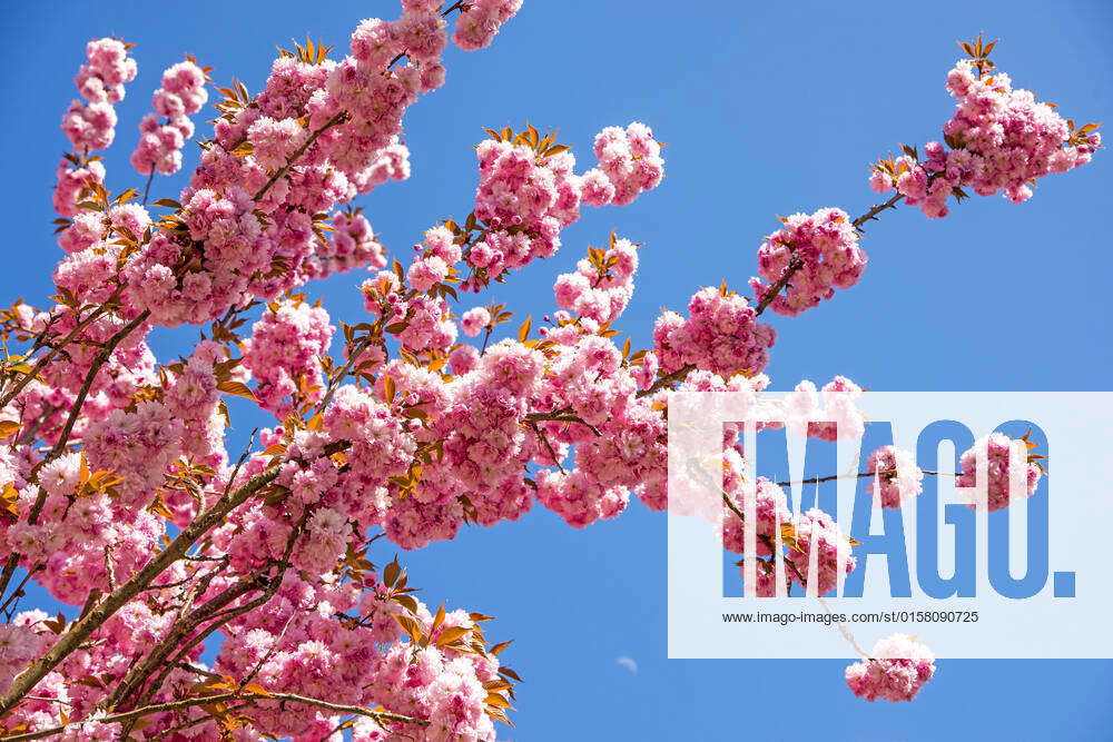 Japanese cherry blossom , 34029588, cherry, japanese, blossom, spring