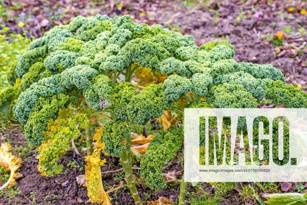 Green kale in cultivation , 34029660, kale, green, plant, cultivation