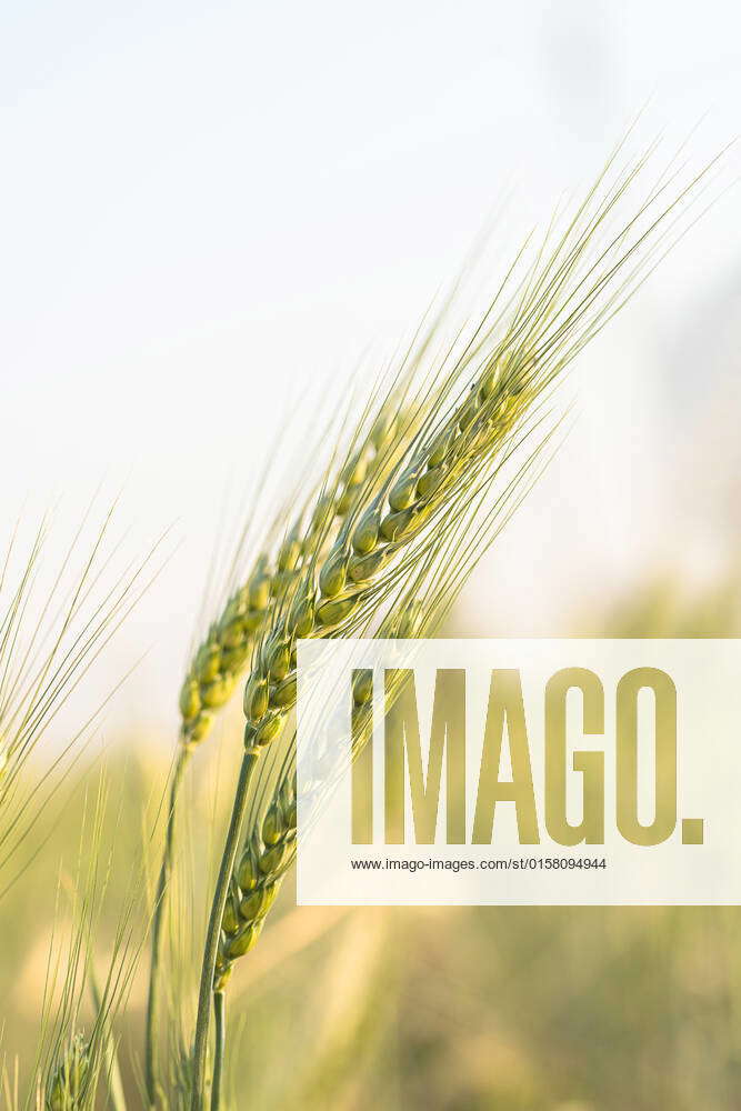 Barley grain hardy cereal that has coarse bristles extending from the