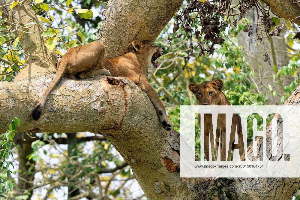 Tree Climbing Lion Female And Cub Resting In Fig Tree Ishasha Sector