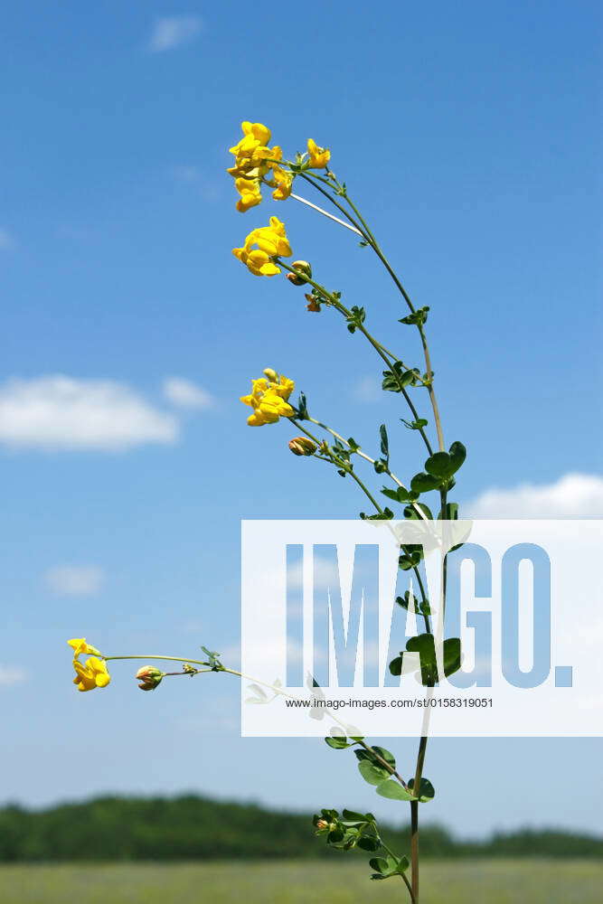 Field bean plant with yellow flowers on a background of a blue
