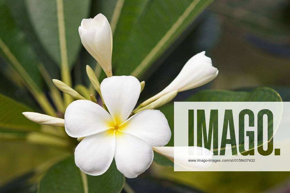 White Frangipani Flowers Scientific