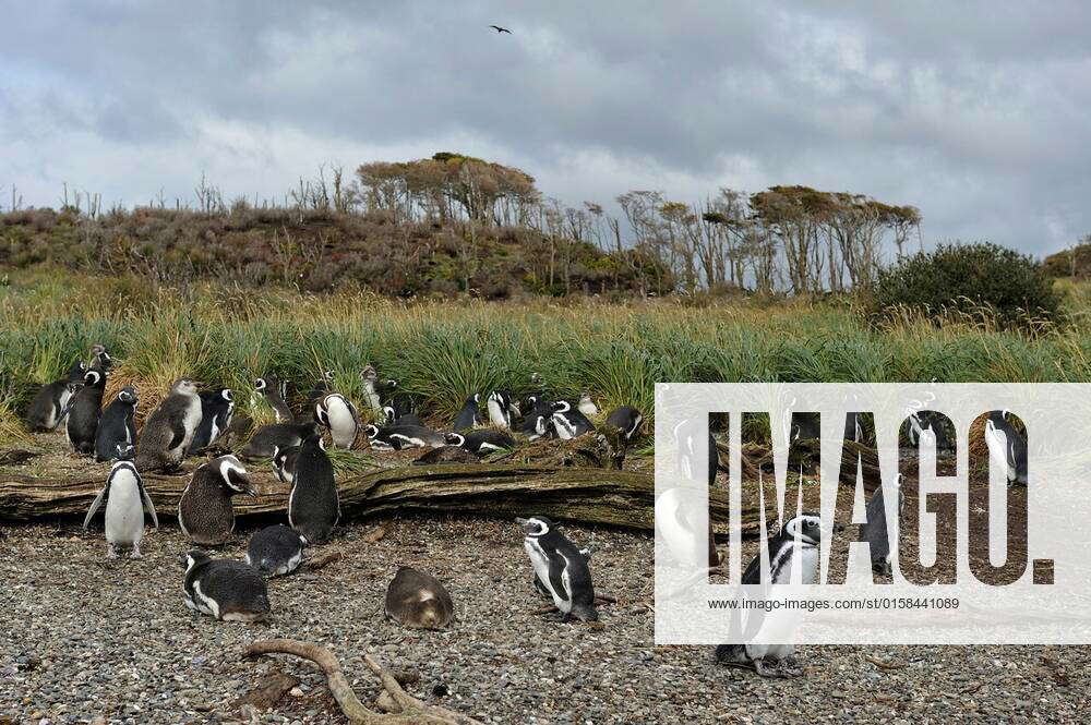 Magellanic Penguins Spheniscus magellanicus, Tucker islets, Whiteside ...