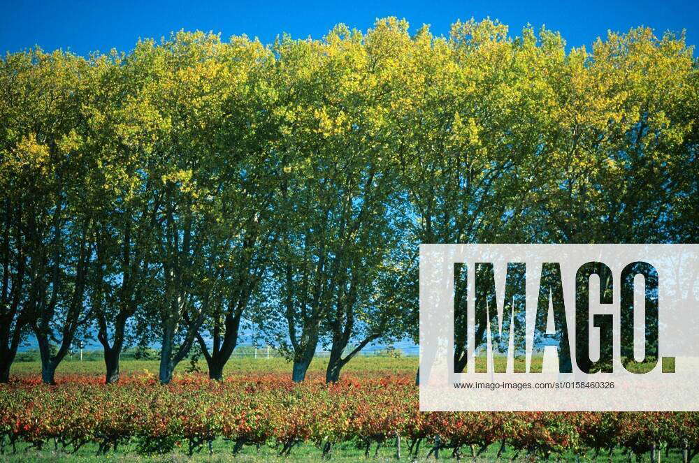 Fall colors in vineyard, Provence, France xagefotostockx xChrisxSelbyx