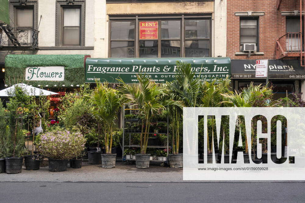 New York Flower District A selection of potted trees in the Flower