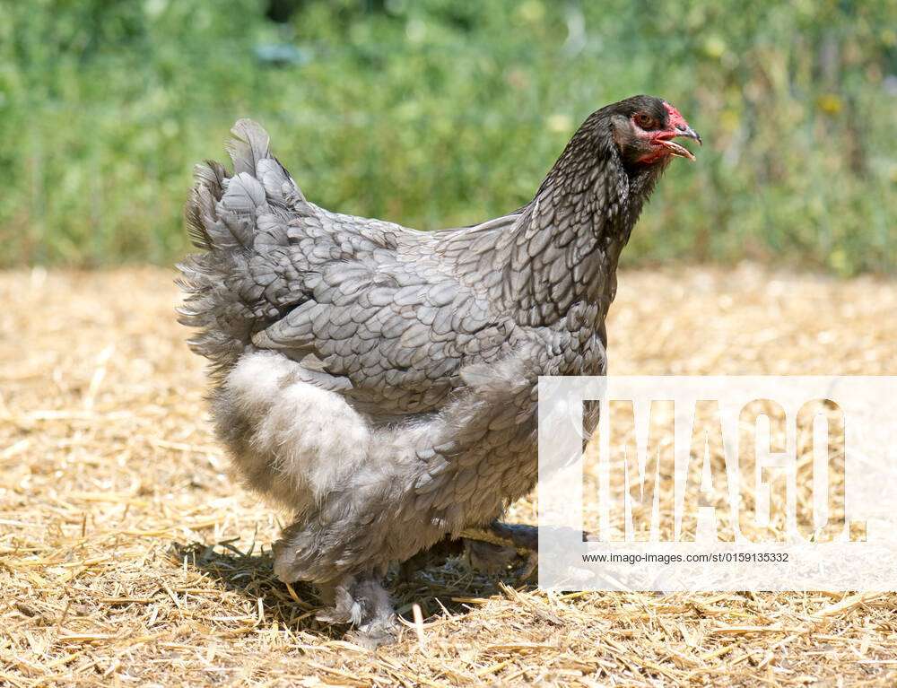 Grey brahma chicken walking in the straw , 22425612, brahma, chicken, hen,  grey, blue, large, big