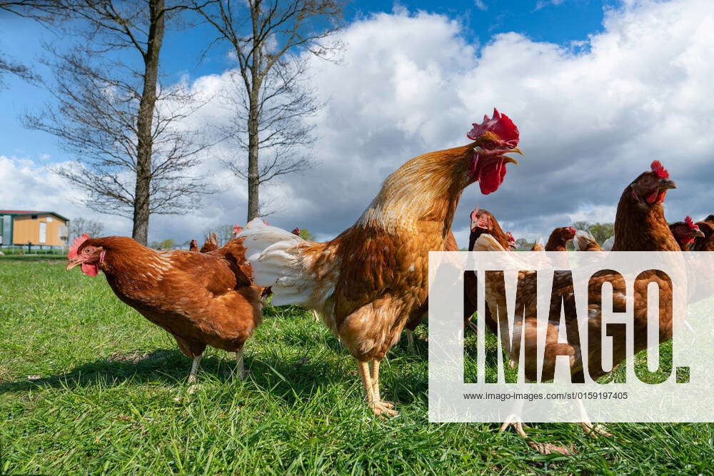 Crowing rooster with some brown laying hens on a chicken pasture
