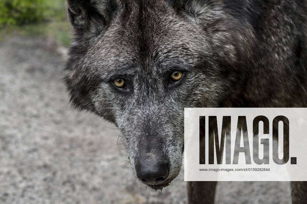 black timber wolf face