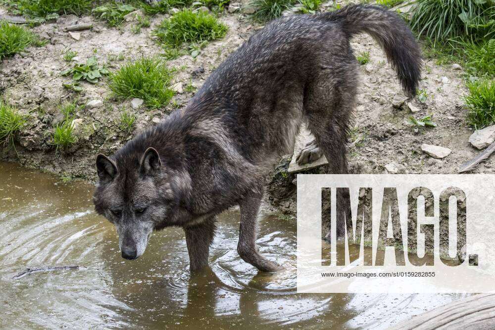 black canadian timber wolf
