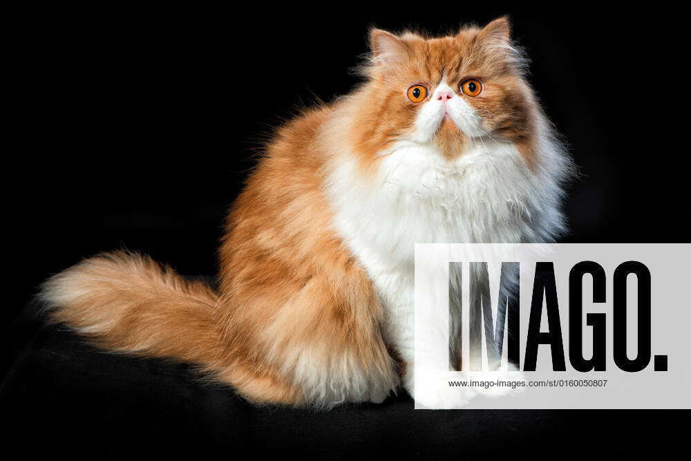 Red big adult persian cat costs on a black background 19644464 animals cats pets persian