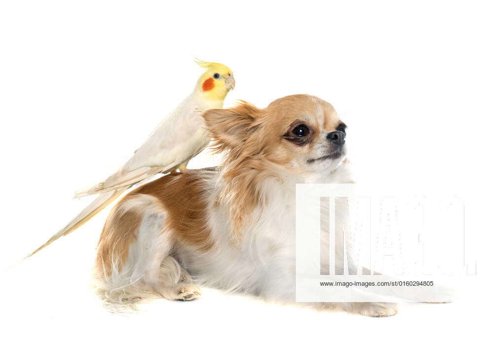 Chihuahua bird hot sale