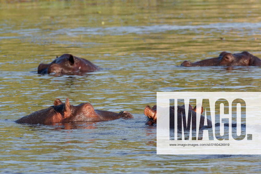 Hippo Hippopotamus Hippopotamus. National Park Moremi, Okawango ...