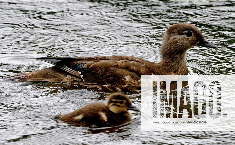 Mandarin ducks in Primorye Territory 2899207 26.07.2016 A Mandarin duck