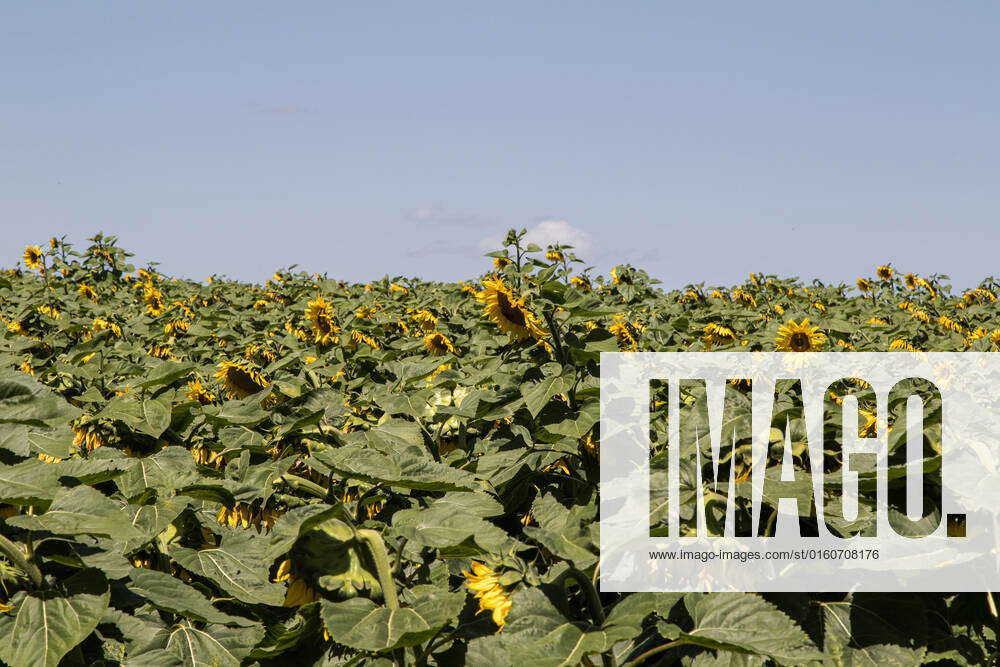 June 5, 2022, Nakuru, Kenya Sunflower growing at a farm in Nakuru. The