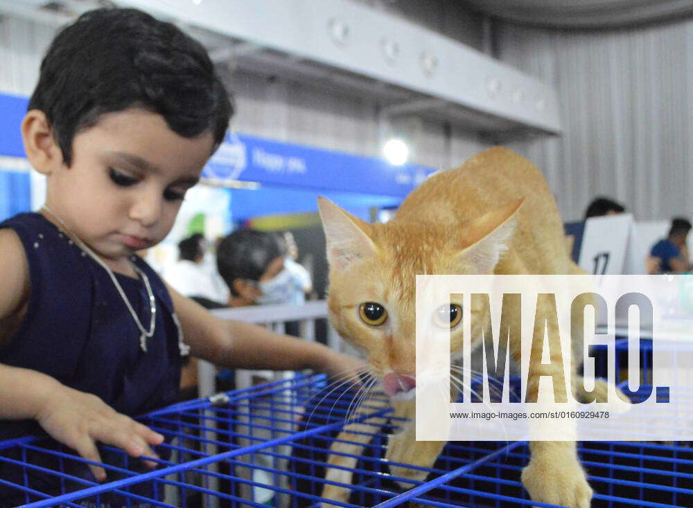 (220612) BANGALORE, June 12, 2022 A cat is seen at the Bangalore