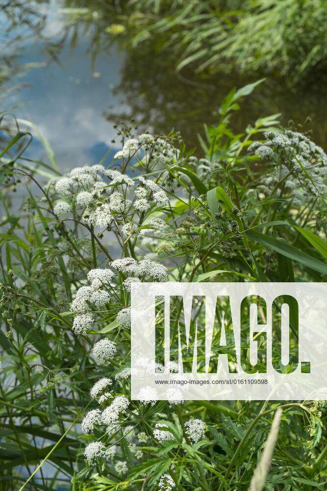 Cowbane (Cicuta virosa) How Hill, Norfolk Broads National Park, Norfolk ...