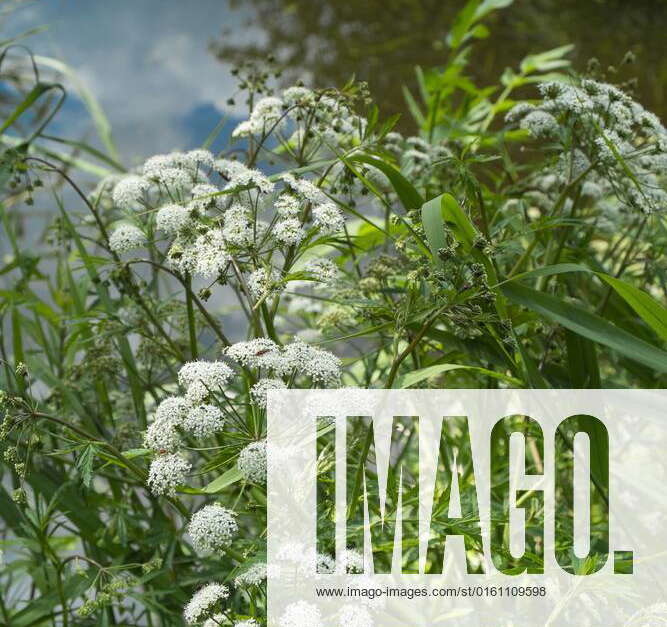 Cowbane (Cicuta virosa) How Hill, Norfolk Broads National Park, Norfolk ...