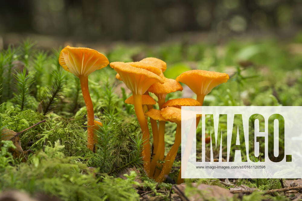 Goblet waxcap, or Chanterelle Waxcap (Hygrocybe cantharellus) Gait Barrows, Lancashire, UK