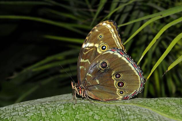 Blue Morpho, Blue Morphofalter Morpho peleides, sits at a Leaf, Costa ...