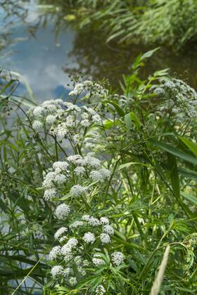 Cowbane (Cicuta virosa) How Hill, Norfolk Broads National Park, Norfolk ...