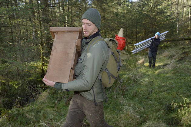 David Bavin carrying a wooden den box to be fixed to a tree for use by ...