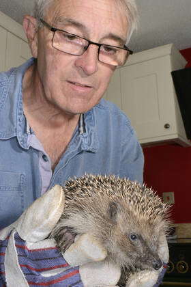 Man inspecting a Hedgehog (Erinaceus europaeus) caught in his garden ...