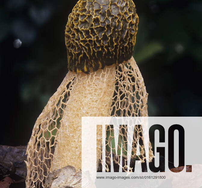 Maiden veil fungus (Phallus indusiatus), Eubenangee Swamps National ...