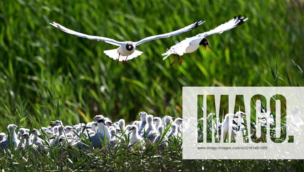 (220623) -- SHENMU, June 23, 2022 -- Adult relict gulls (larus relictus ...