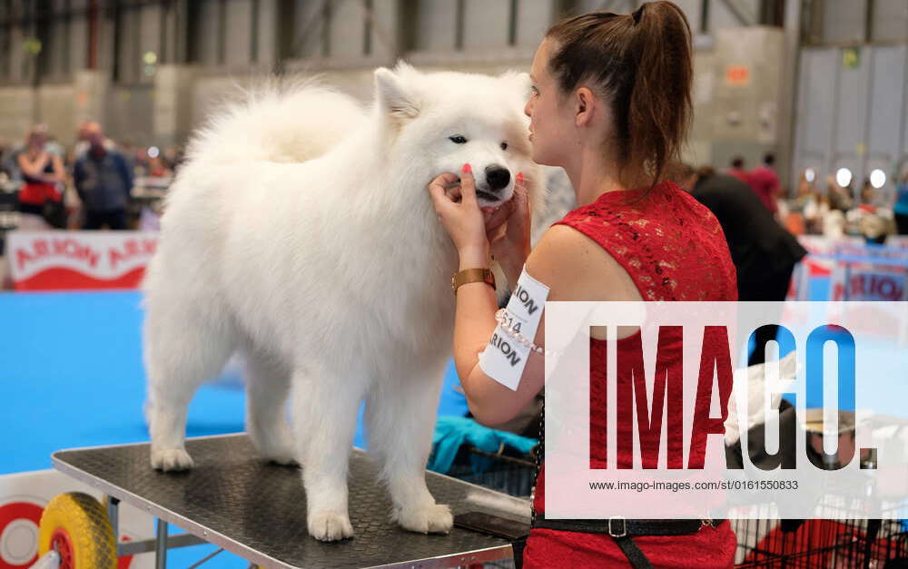The World Dog Show The World Dog Show, at the Feria de Madrid, Ifema